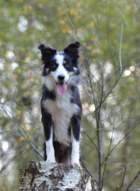 Border Collie