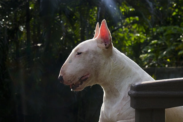 Bull Terrier