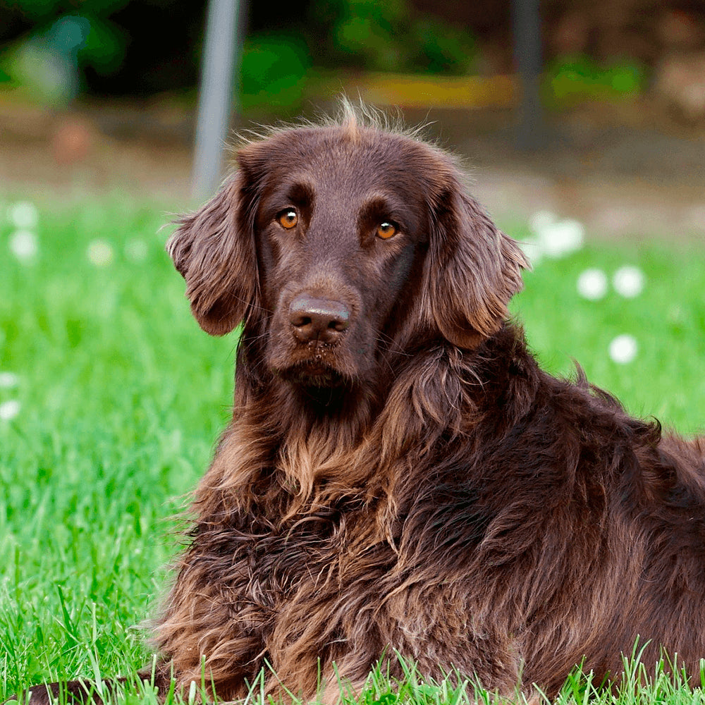4 cauze ale caderii excesive a parului la caini