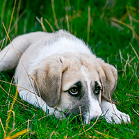 13 motive pentru care cainii isi consuma propriile fecale