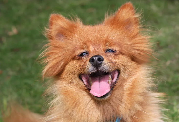 6 sfaturi de la specialisti care iti vor face fericit animalul de companie. Cum sa ai grija de cainele tau