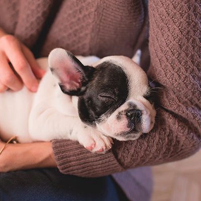 Caine nou in familie