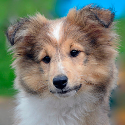 Cainele este pretentios cu hrana. Ce e de facut?