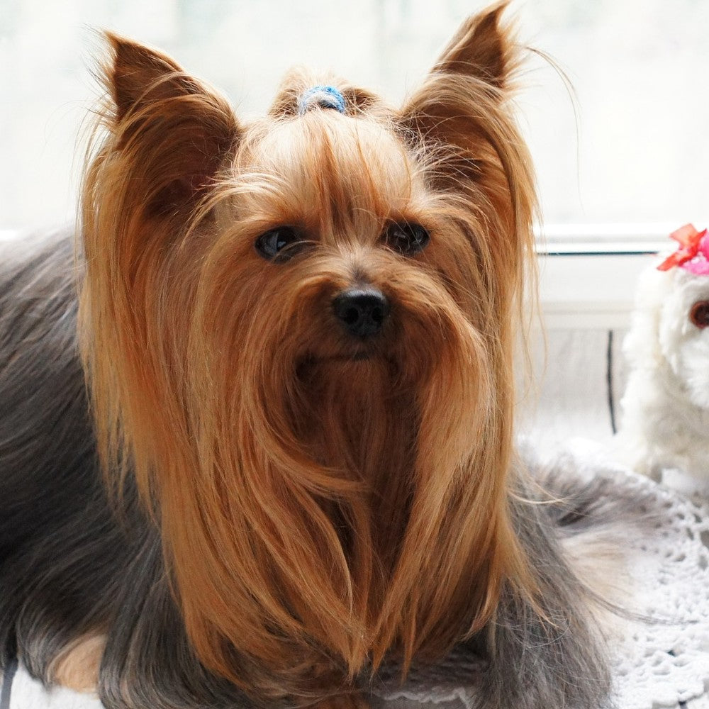 Grooming – pregătirea blănosului pentru sezonul rece