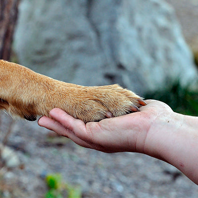 4 modalitati prin care cainele tau incearca sa comunice cu tine si ce vrea sa transmita!