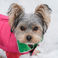 Cum alegi haina potrivita pentru cainele tau