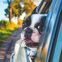 Calatoria cainilor cu masina