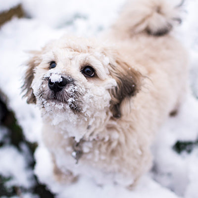 Ingrijirea cainilor in sezonul rece