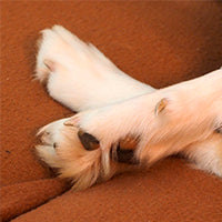 Cum ii tai unghiile cainelui tau