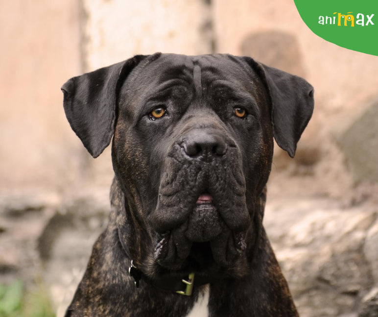 Cane Corso – Ghid complet pentru îngrijirea unei rase impunătoare și loiale
