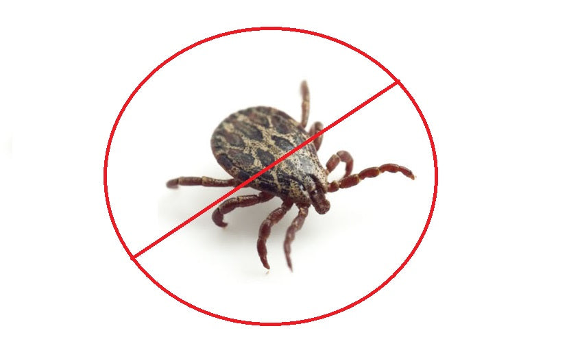 Prevenirea infestarii cainelui cu capuse