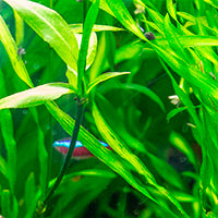 Sursele de carbon pentru plantele din acvariu