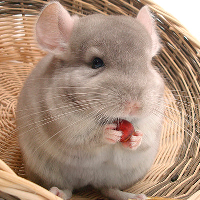 Chinchilla noua in familie