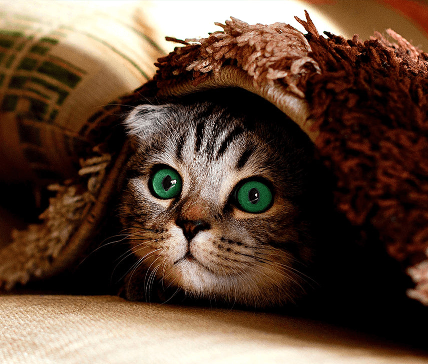 Cum imprietenim pisica si aspiratorul