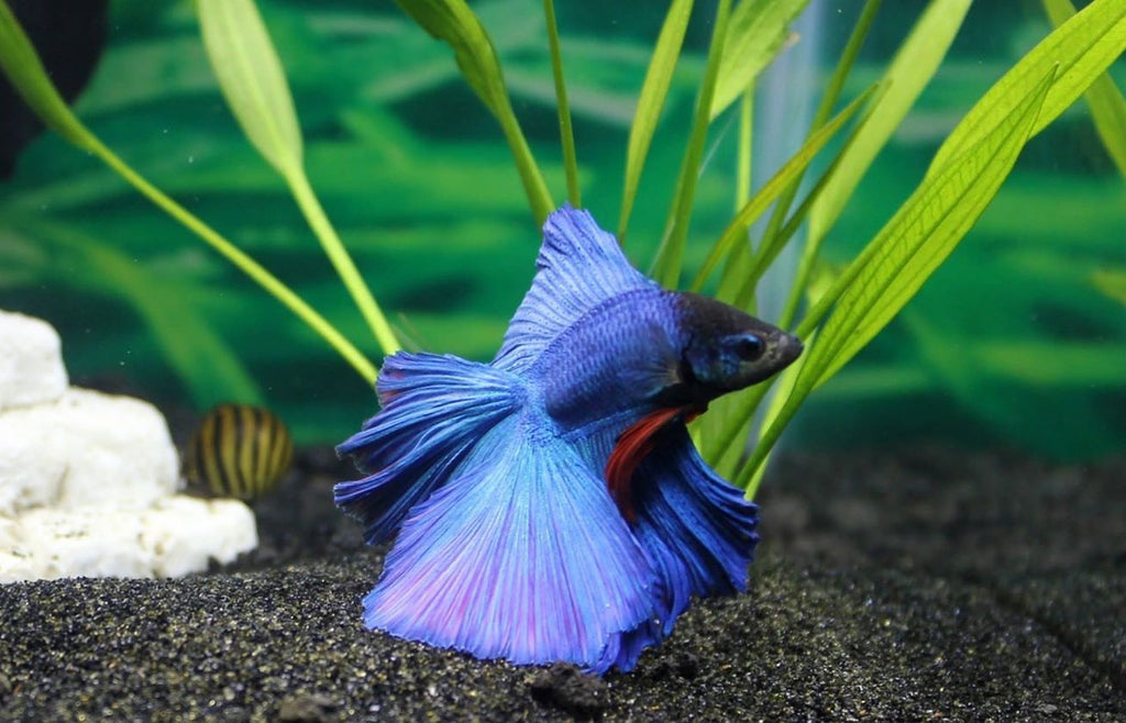 De ce este pestele betta agresiv?