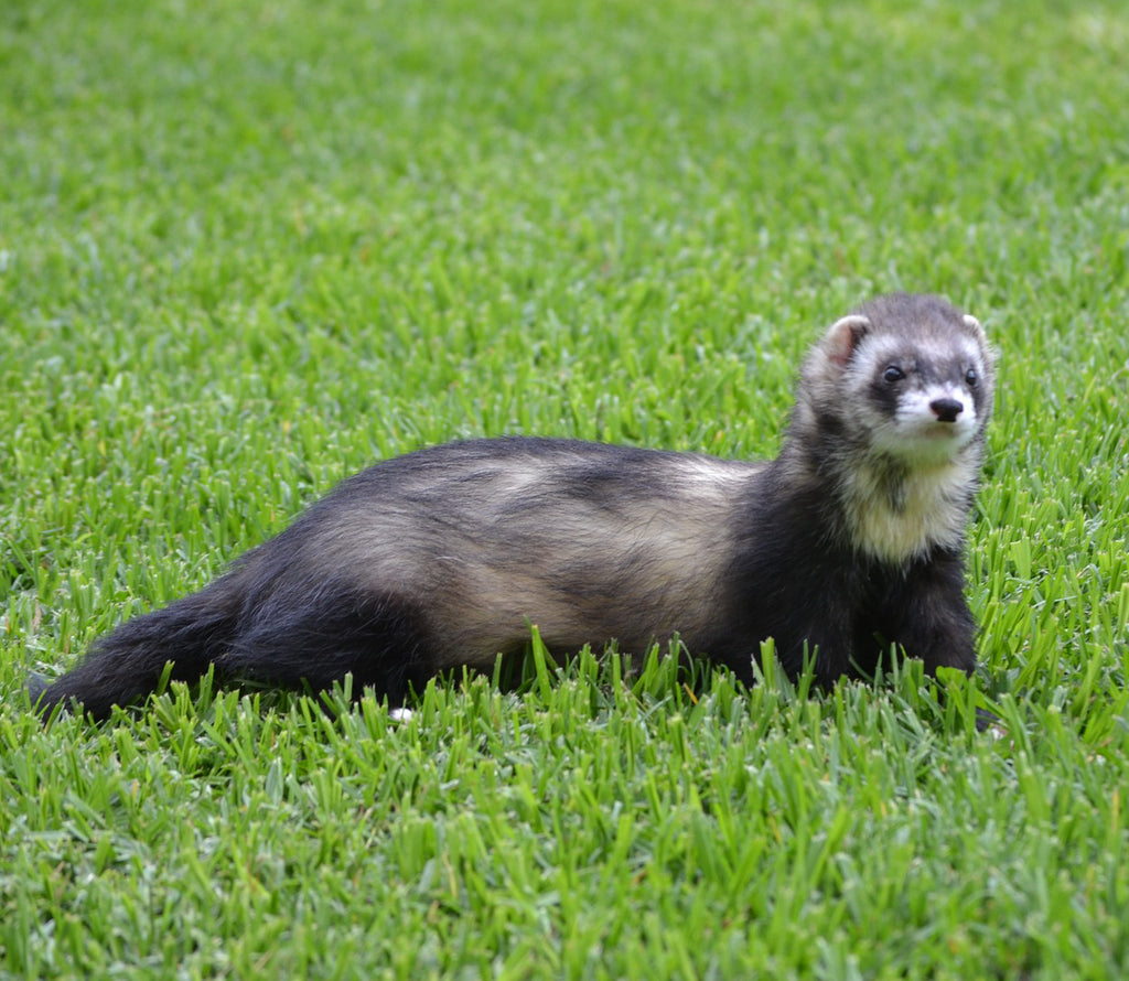 Alimente interzise in meniul dihorilor