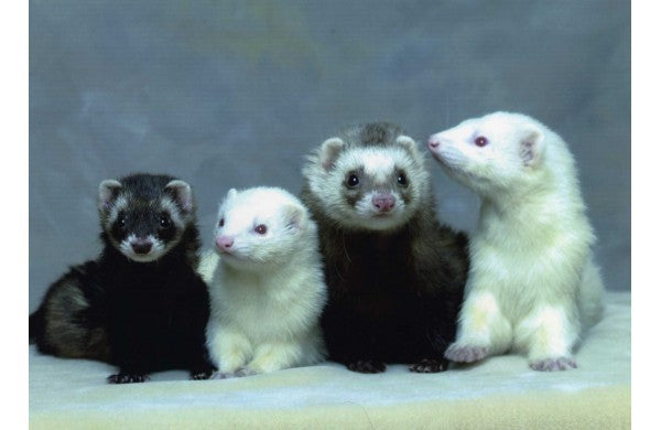 Dihorul ca animal de companie