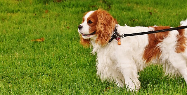 Cavalier King Charles