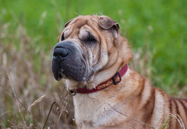 Shar-Pei