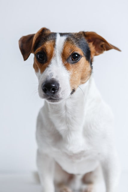 Jack Russel