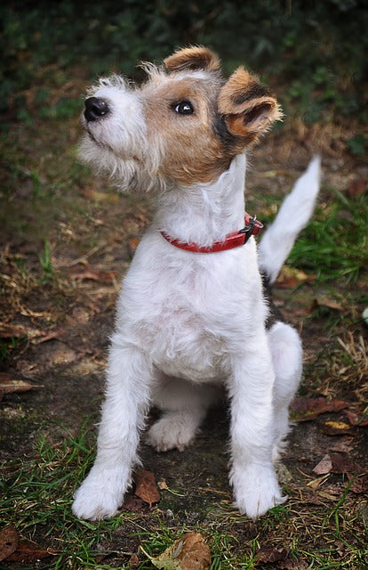 Foxterrier cu Par Sarmos