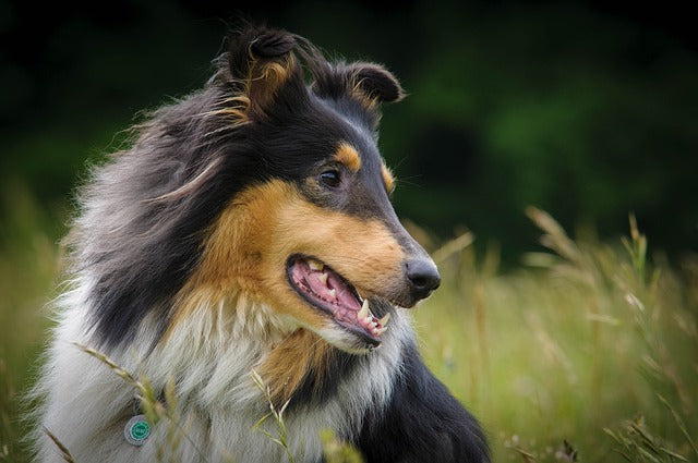 Collie
