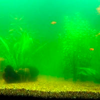 5 cauze ale apei tulbure din acvariu