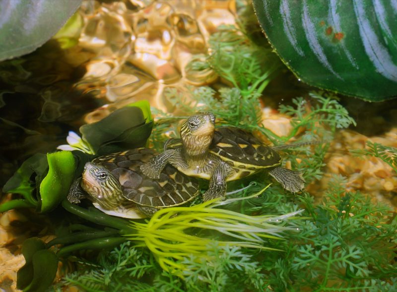 Broscuta testoasa noua in familie