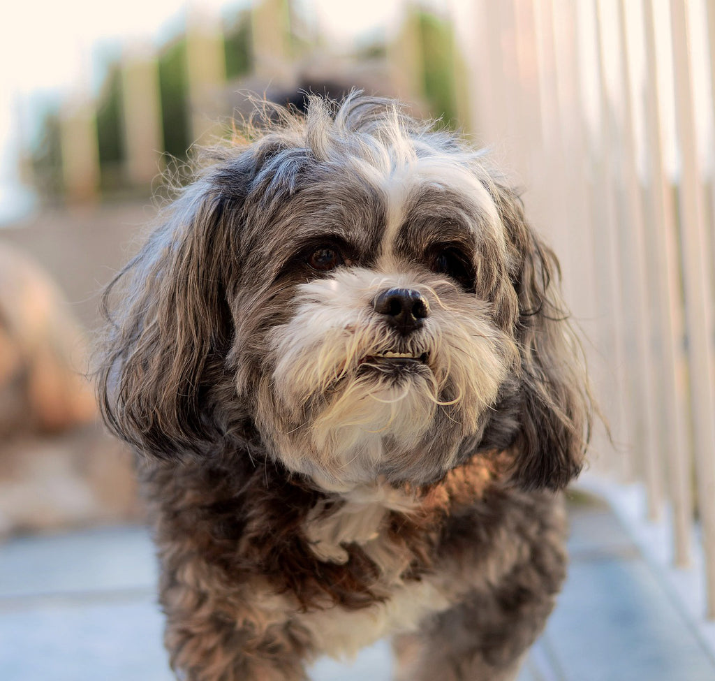 Intoxicatia cu ciocolata la caini