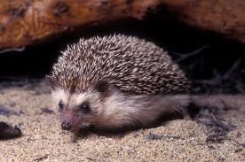 Ariciul pitic african