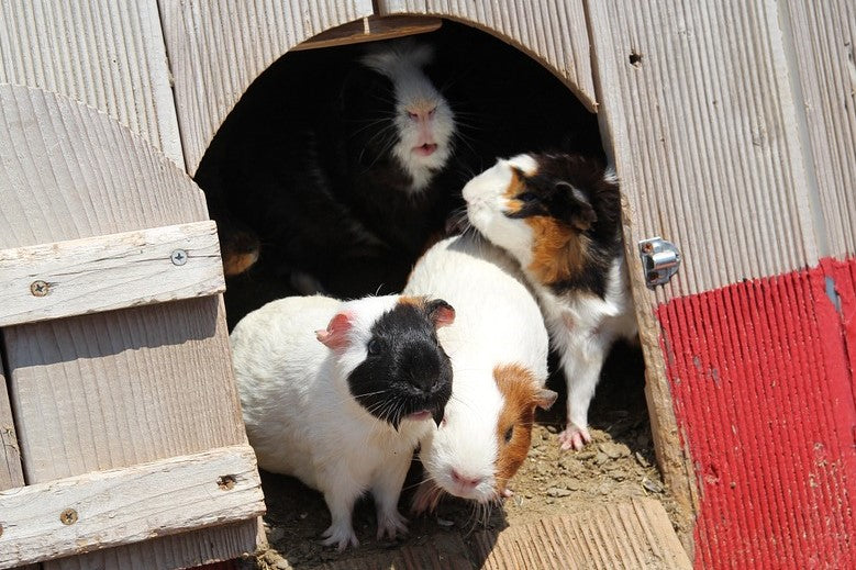 Imperecherea rozatoarelor