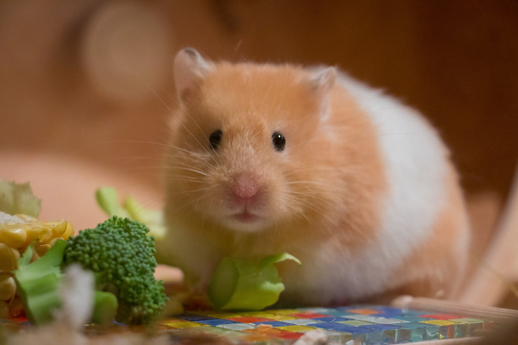 Hamster nou in familie