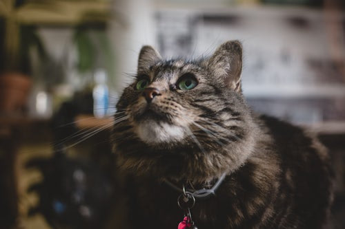 Hrana umeda sau hrana uscata? Ce este mai bun pentru pisica mea?