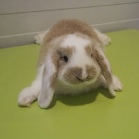 Neplacutul obicei al iepurilor: cecotrofia