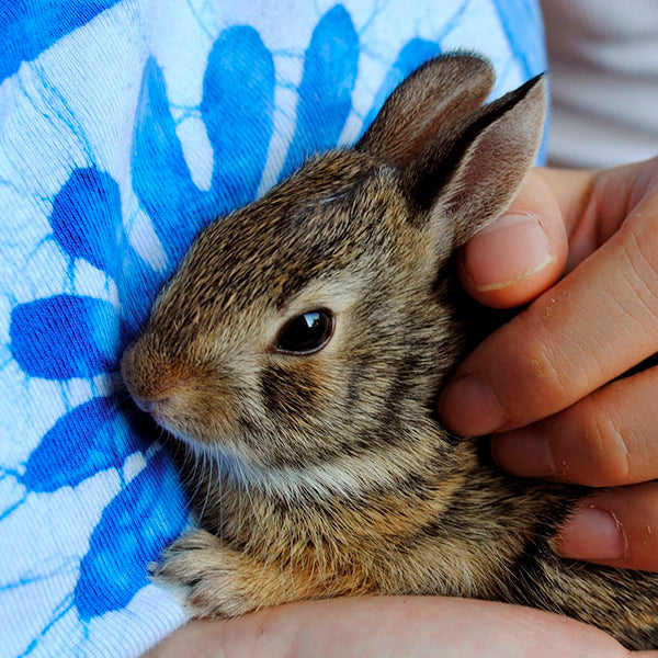 Iepurii agresivi – Cauze si recomandari