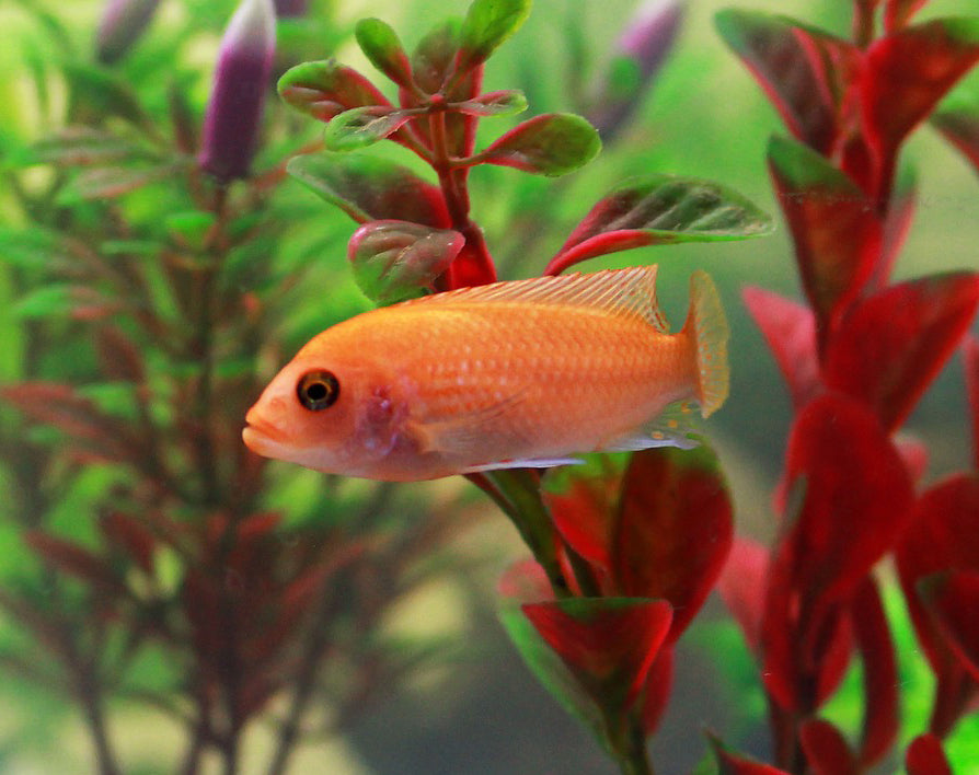 Iluminarea acvariilor