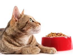 Plante toxice pentru animalele de companie