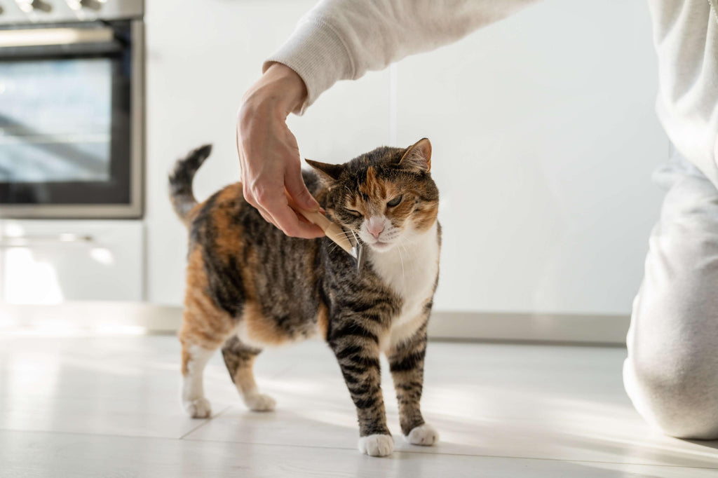 Peria – accesoriu perfect pentru sezonul cald!