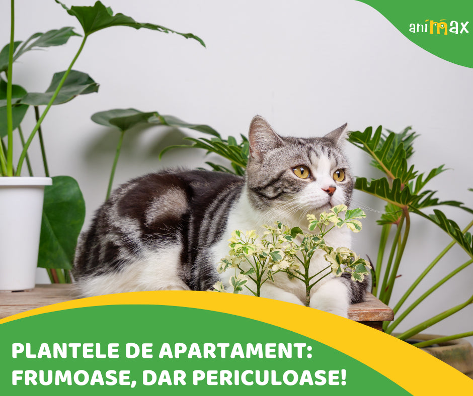 Plantele de apartament: frumoase, dar periculoase pentru pisici