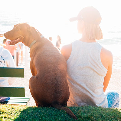 Insolatia la caini - Masuri de urgenta