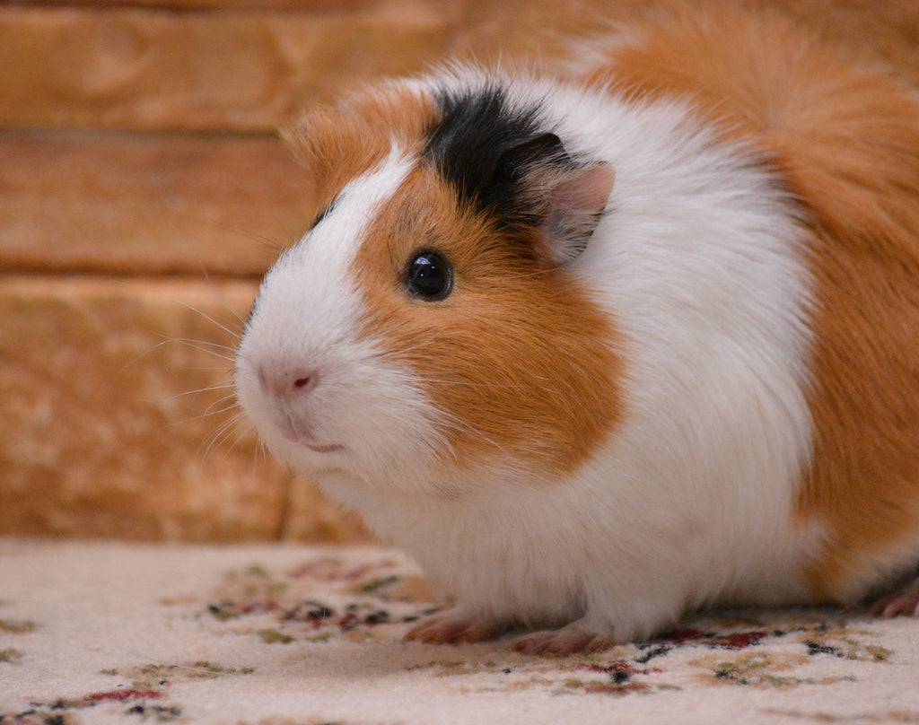 Limbajul porcusorilor de Guineea