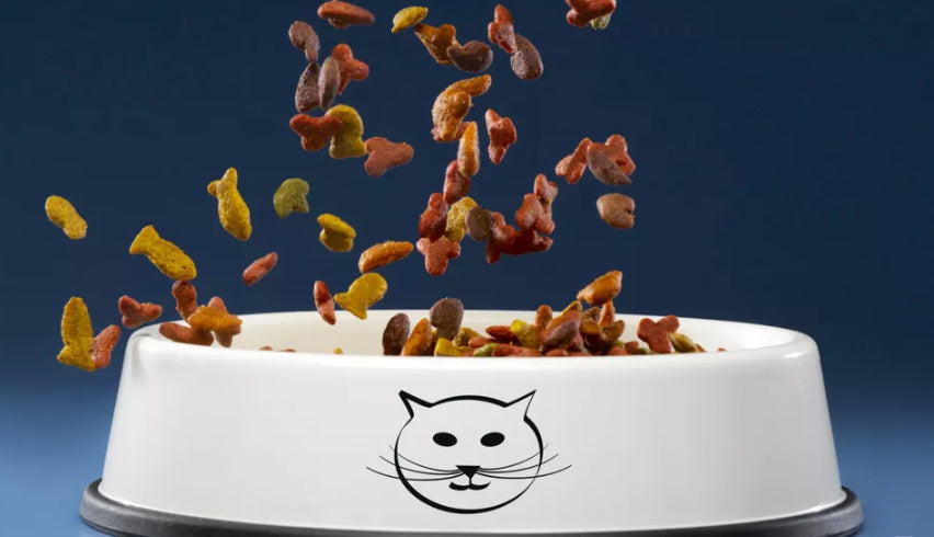 Care este cea mai sanatoasa mancare pentru pisici?