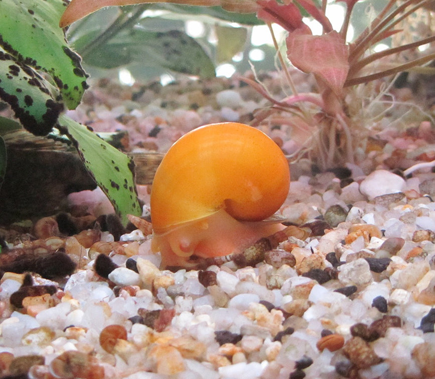 Melcii si rolul lor in acvariu