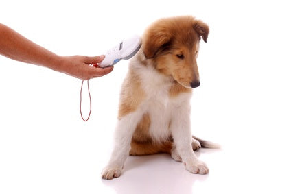 Totul despre microciparea la caini