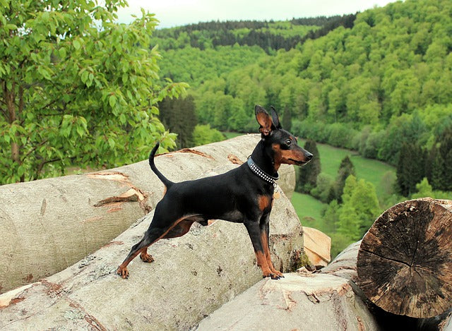 Pinscher