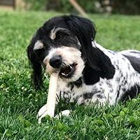 5 motive pentru care cainele tau trebuie sa roada oase