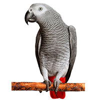 Papagalul gri african