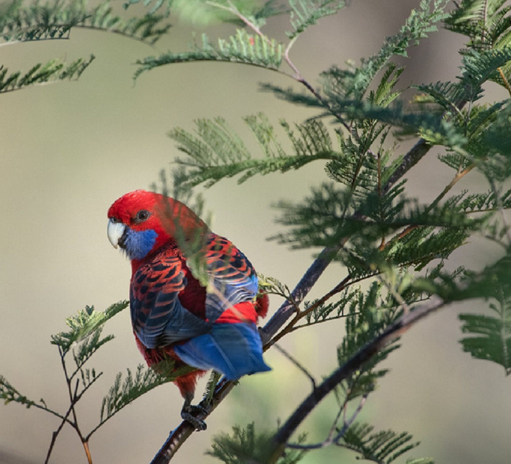 Cum pregătim pasările exotice pentru sezonul rece