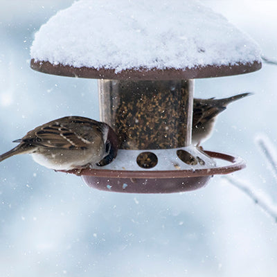 Cum ingrijim iarna pasarile si iepurii de curte?