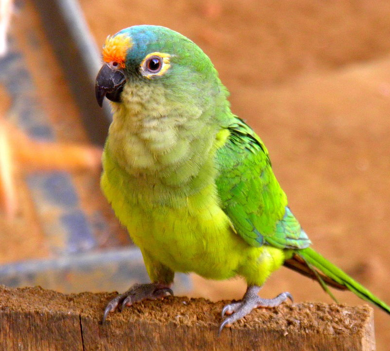 Naparlirea pasarilor